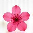 Stylized cherry blossom design element