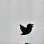 X (formerly Twitter) icon